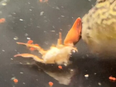 Giòn tan như bim bim