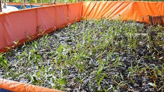 Bác Nông Dân Miền Tây Nuôi Lươn Không Bùn Trong Ống Tre Nổi Tiếng Miền Quê