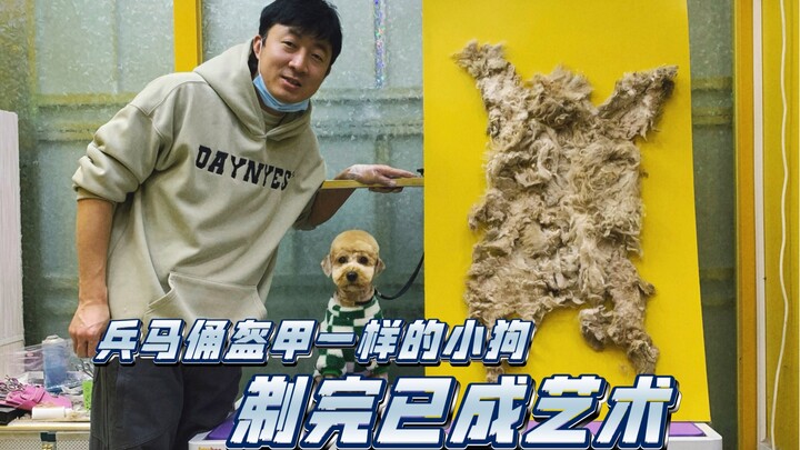 倩哥店里来了只兵马俑盔甲一样的小狗，剃完已成艺术