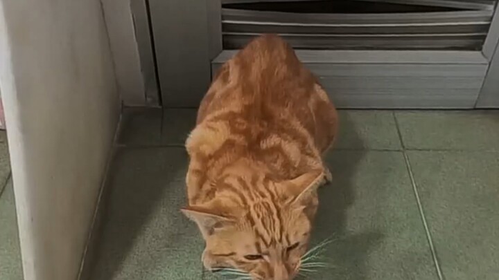 #CatsBeingWeird #CatBathIsSoWellBehaved #OrangeCat #CatsForcedToBeOnDuty #RecordingMyCat'sDailyLife