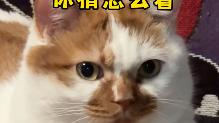 แมวน้อยจ๋า แมวน้อยช่วยดูแลยามแก่ได้นะ