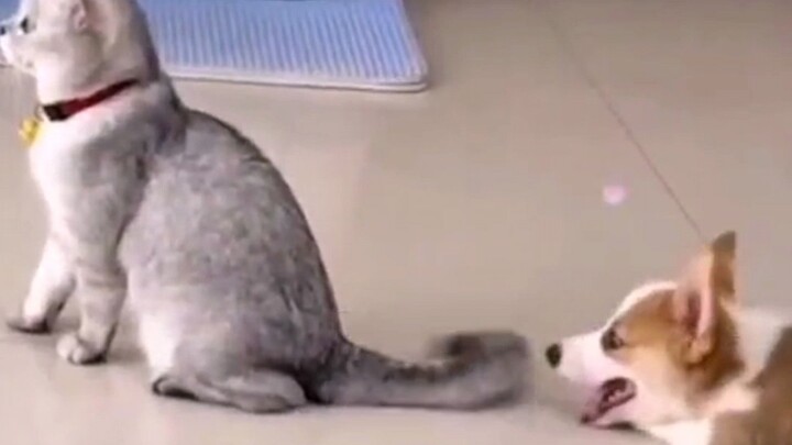 المهم أنك سعيد يا كلبي!