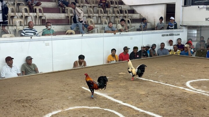 3 Cock PCC @SOLANA SPORTS AND AMUSEMENT CENTER - LWW