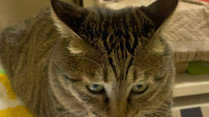 I never expected that one day a little cat would help me cut songs to listen to—can you guess which 