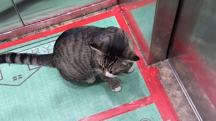 🐱: Nói chuyện thì cứ nói, sao lại công kích thân thế vậy?