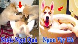 Thú Cưng TV | Thú Cưng Lầy Lội Vui Nhộn #4 | Chó mèo thông minh vui nhộn | Pets cute smart dog cat