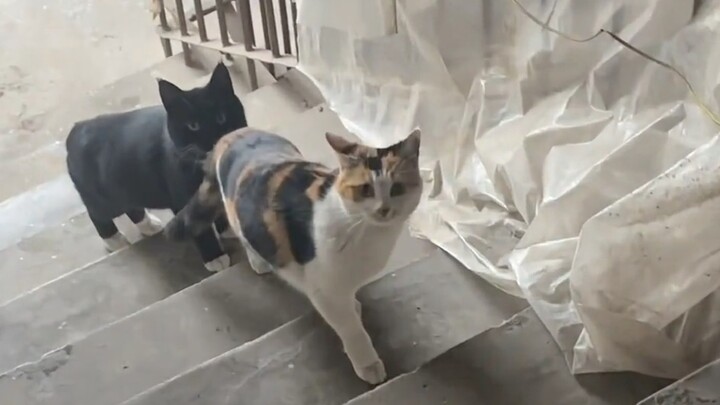 Family, I’ve got a cat!