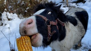 如何召回一只看到下雪就满山疯跑的矮脚马？