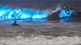 สาหร่ายเรืองแสงที่ฝังอยู่ในทราย