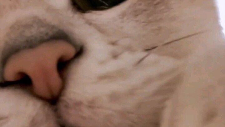 cute is cat