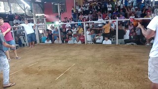 10months old perryhatch x gbsweater 2hits ulutan @ anggat cockpit arena