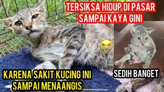 KUCING LIAR TERSIKSA DI PASAR KAKINYA LUKA PARAH MODAL NEKAT BAWA KE DOKTER..!