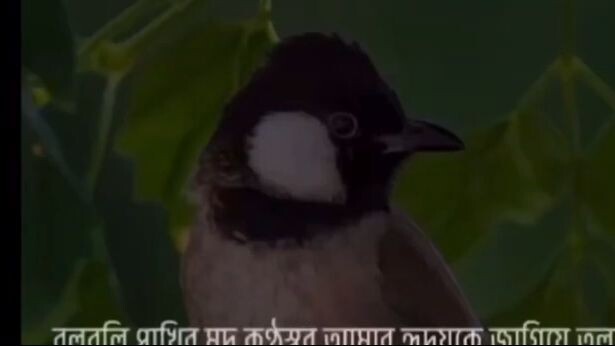 তব তবি তব তব, তব তবা লী Bangla Lyrics - Tob Tobi Tob Tob, Tob Toba li Viral Song