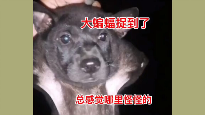 捉到只大蝙蝠，长得有点狗