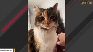 可爱猫咪靠一句“OK”衣食无忧