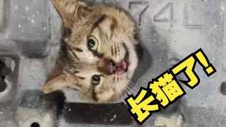 واجه ميكانيكي السيارات عطلًا فظيعًا، وقال العميل إن هناك قطة تنمو على الهيكل!