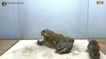 bullfrog makan tikus??? apa bisa????