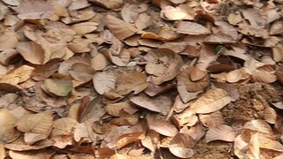 wanted bone gazipur zirakpur Bangladesh