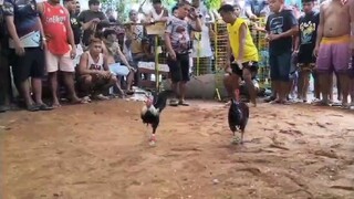 cobra x billy warren walay samad