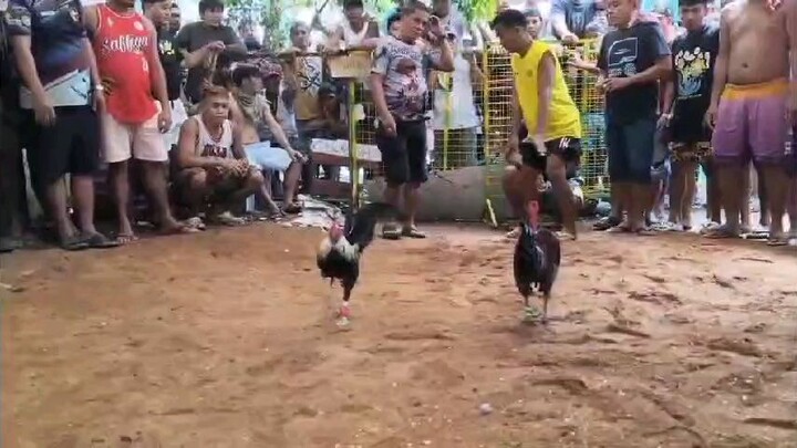 cobra x billy warren walay samad