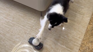 Puppy: My buttons and bowls have grown legs and run today!