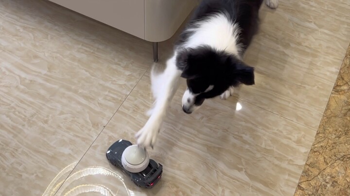 Puppy: My buttons and bowls have grown legs and run today!