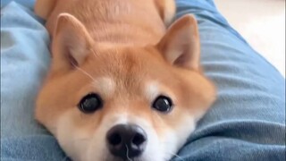 These bright, sparkling big eyes—I could stare at Bao all day long.