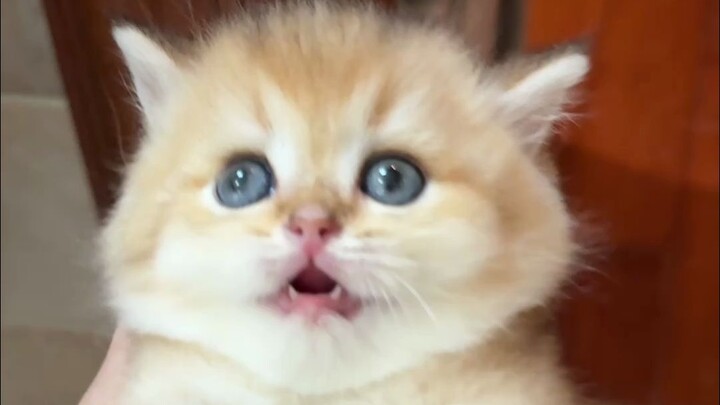 The silly kitten’s eyes really look different, hahaha!
