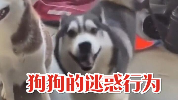 Apakah kamu tahu arti dari perilaku-perilaku anjing ini?