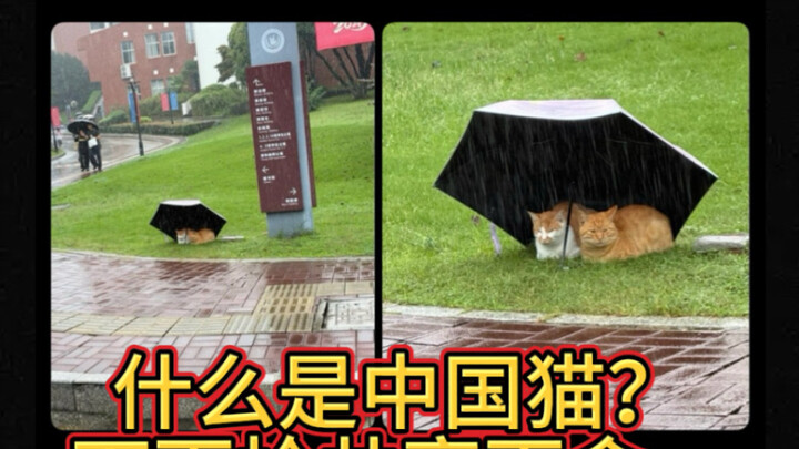 Huer Street Watch | The “Chinese Cat” That Went Viral Online: An Umbrella Turns Into a Feline Food S