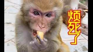 猴哥：师傅求你别念紧箍咒啦，我吃，我吃还不行吗？？？