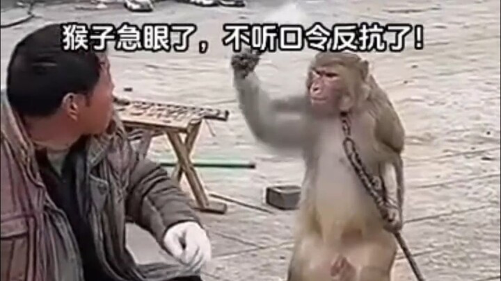 Angry monkey!