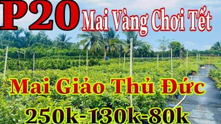 Mai vàng giá rẻ p20 | 0909502080 C.Út Mai vàng giảo thủ đức 250k 130k 80k bao ship toàn quốc