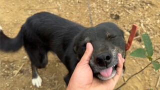 After a few months, I saw two dogs that had been fed, and the difference in their reactions was huge