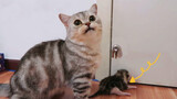 Ibu Kucing Bawa Anaknya Pindah Ke Kamar Yang Ada AC?