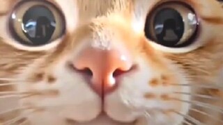 my cute cat