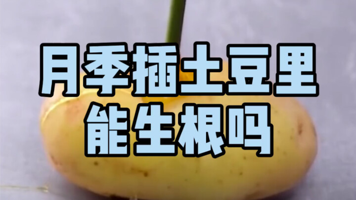 月季插土豆里能生根吗？