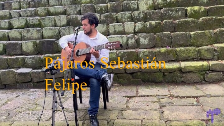 Sebastián Felipe - Pájaros