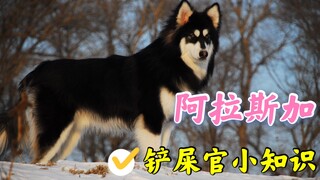 雪橇三傻的老大阿拉斯加犬醉全知识解答，看看犬种奔驰适不适合你