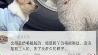 一时之间竟然分不清谁才是真少爷！比熊：一不小心就流浪了...#娱乐评论大赏 #搞笑 #搞笑视频