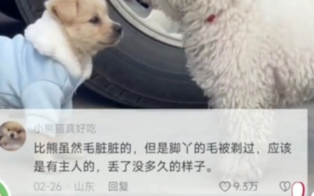 ในชั่วขณะหนึ่งกลับแยกไม่ออกว่าใครคือคุณชายตัวจริง! หมาปอม: แค่เผลอเดี๋ยวเดียวก็กลายเป็นหมาจรจัดแล้ว.