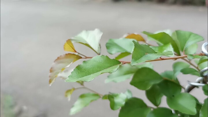 Membuat Bonsai Bunjin Dari Pohon Flacourtia