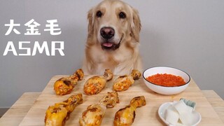 Làm một bữa ăn giàu dinh dưỡng với đùi gà cho chú chó Golden to lớn