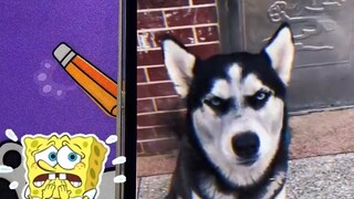 There are no little bees bullying Dog Head today, but what the hell is this laser cannon?