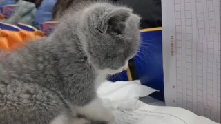 Kucing senior dari kelas pagi