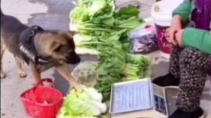 Con chó này lại biết đi chợ mua đồ!