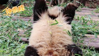 【แพนด้ายักษ์เหอฮวา】กินจนเหนื่อย ยืดเส้นยืดสายทีเดียว เข้าถึงหัวใจของนักท่องเที่ยวเลยทีเดียว