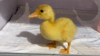 Vịt cảnh: chú vịt nhút nhát sau 5 ngày mới sinh