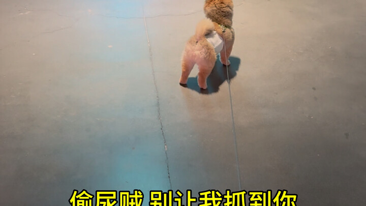 Mengurus Anjing dengan Santun Dimulai dari Saya