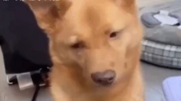 狗狗也拒绝不了夹子音